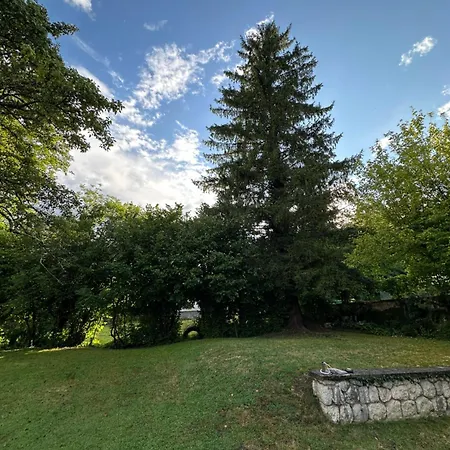 Pinus Alpinus * Bovec