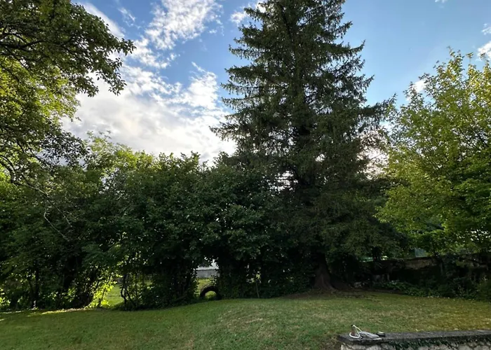 Pinus Alpinus * Bovec